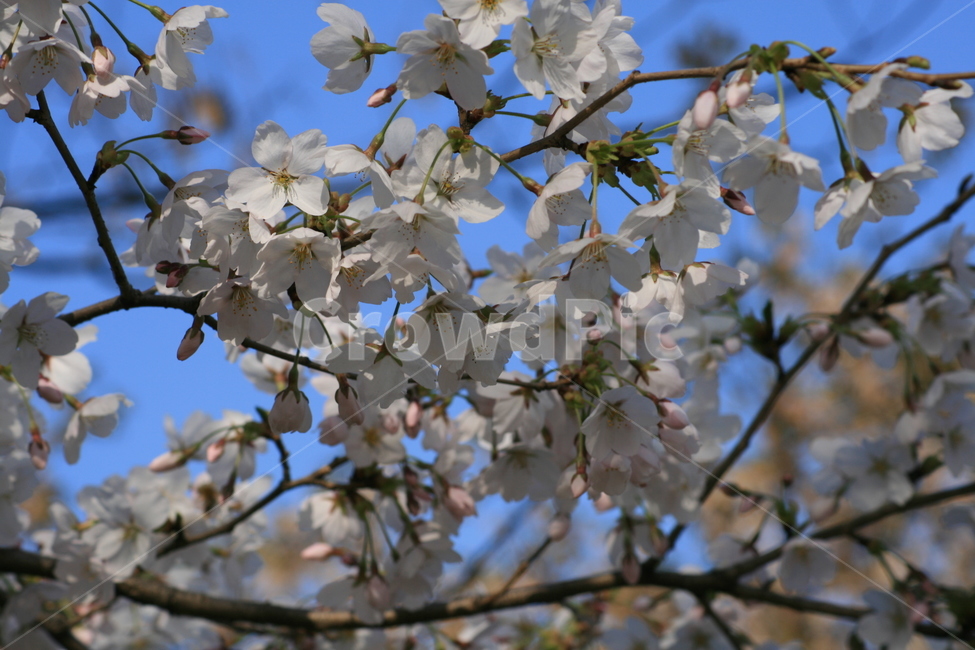 나무,벚꽃,하늘,파란색,푸른,봄,꽃잎,자연,plant,식물,flower,꽃,blossom,식물,자연,plants,nature,꽃,flower