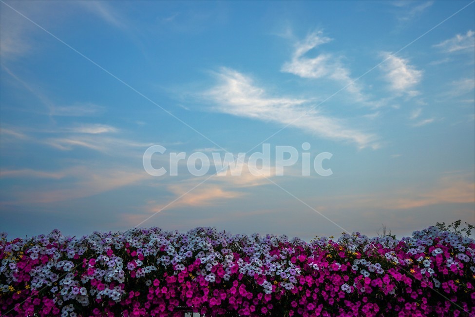 꽃,식물,꽃밭,하늘,구름,석양,해넘이,자연,풍경,nature,landscape,식물,plants,꽃,flower,blossom,geranium,제라늄,plant