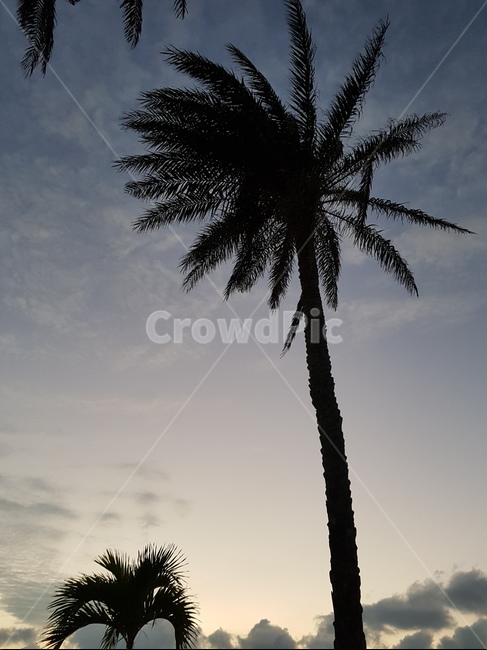 해질녘,야자수,석양,sunset,coconuttree,식물,자연,plants,nature,나무,trees,wood,실루엣,그림자,silhouette,shadow