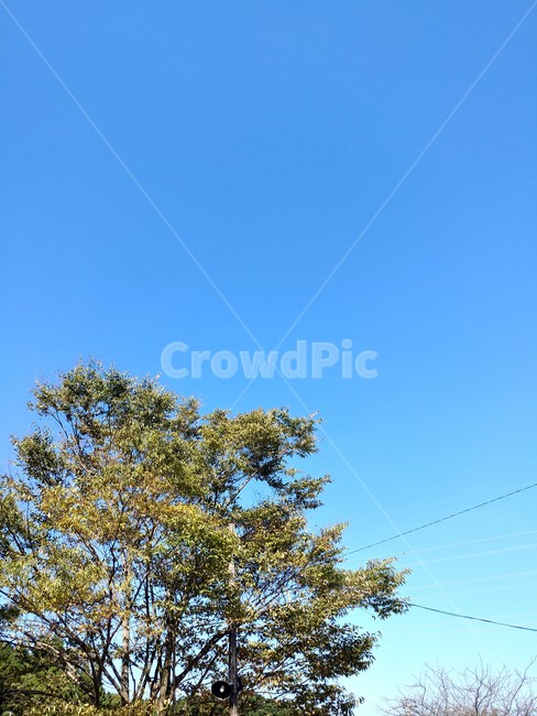 하늘,나무,자연,시골,풍경,식물,자연,plants,nature,나무,trees,wood
