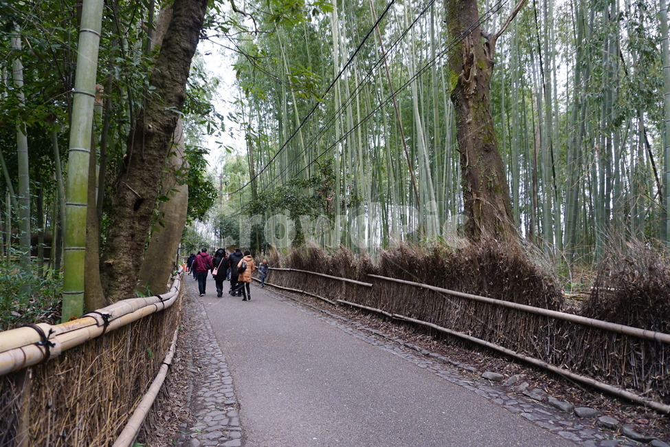 일본,kyoto,낮,day,japan,교토,풍경,landscape,대나무숲,bamboo,자연,nature,나무,tree