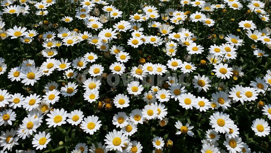 plant,식물,국화,꽃,flower,흰꽃