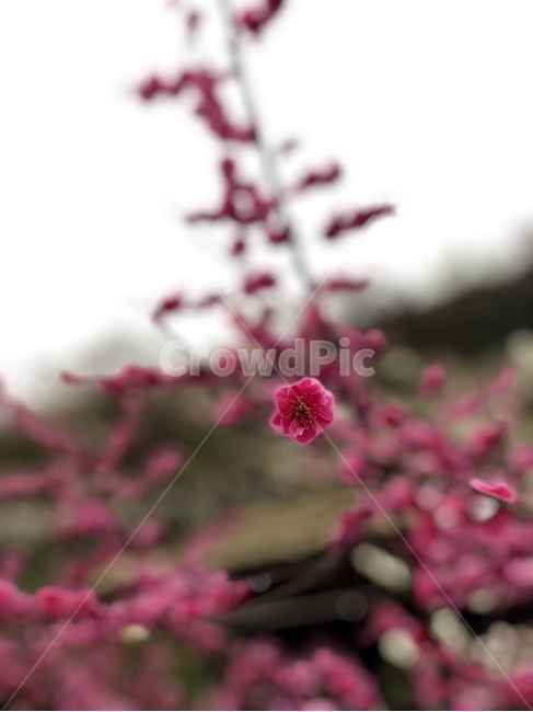 매화,농장,꽃,봄,홍매화,봄,계절,spring,season,식물,자연,plants,nature,꽃,flower,plant,blossom