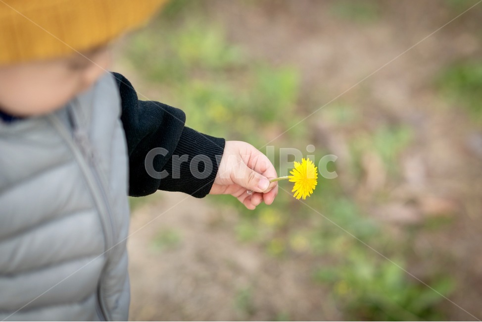아이,꽃,민들레꽃,감성,색감,식물,자연,plants,nature,꽃,flower,사람,인물,인간,human,person,영유아,아기,애기,아이,infants,baby