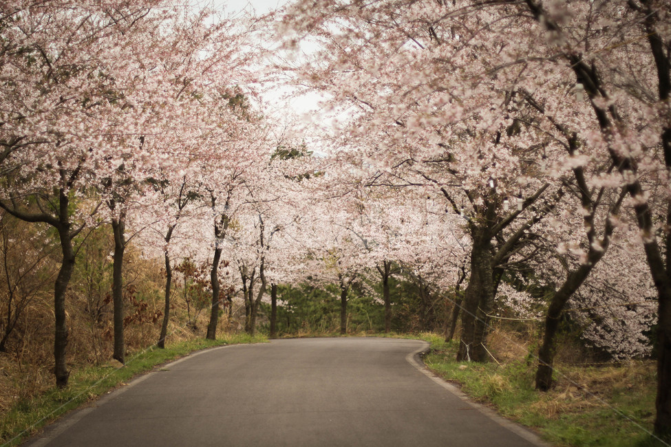 벚꽃,풍경,감성사진,봄,벚꽃길,도로,핑크꽃,봄,계절,spring,season,자연,풍경,nature,landscape,asphalt,아스팔트,plant,식물