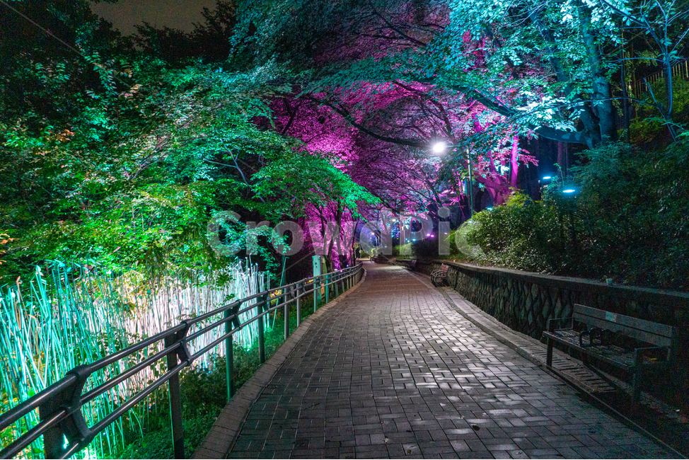인천,자유공원,야경,led,조명,야간,동인천,차이나타운,숲,나무,공원,산책,산보,산길,오솔길,통로,보도,숲속,형형색색,forest,path,lane,trail,walkway,길,수풀,벤치,의자,bench,자연,park,tree,nature,풍경,landscape,scenery,scene,view,night,nightview,nightscene,lighting,illumination,lamp,light,colourful,야경,밤,풍경,nightscape,night,landscape