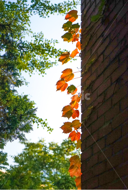 담쟁이,넝쿨,아이비,가을,공생,자연,식물,단풍,가을,계절,fall,autumn,season,식물,자연,plants,nature,leaf,잎,plant,tree,나무