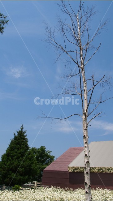 데이지,자작나무,하늘,감성,자연,꽃밭,식물,자연,plants,nature,나무,trees,wood