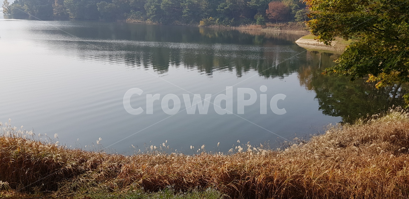 가을,강물,강,호수,억세풀,갈대,갈색,브라운,초록,계절,나무,물,water,outdoors,nature,옥외,자연,풍경,가을호수가