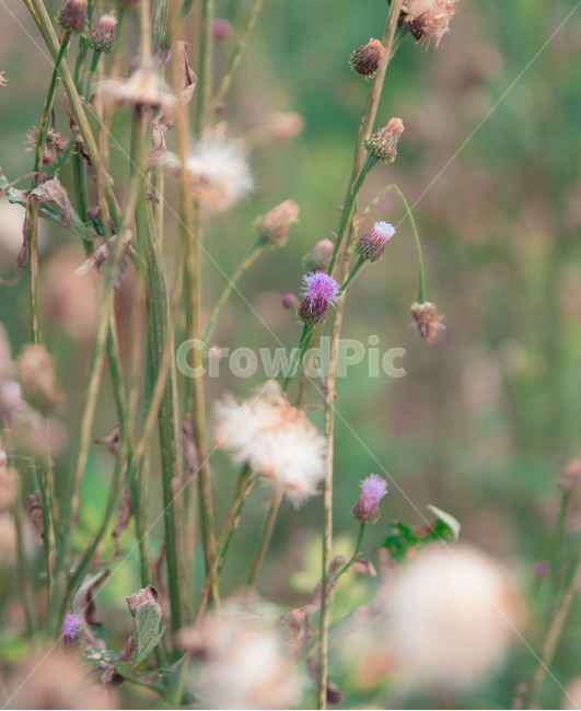 꽃,flower,산비장이,산비장이꽃,보라색꽃,purple,식물,자연,plants,nature,꽃,flower