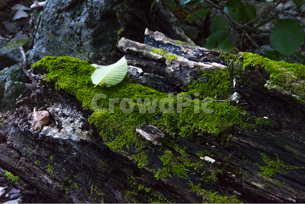 나무,자연,숲,풍경,사진,감성,식물,자연,plants,nature,휴식,힐링,rest,relaxation,healing