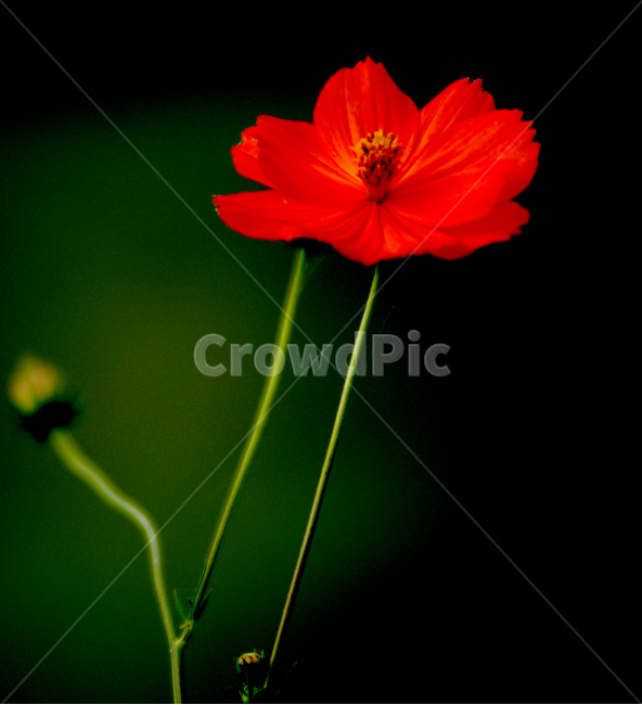 plant,식물,flower,꽃,빨강,식물,자연,plants,nature,꽃,flower