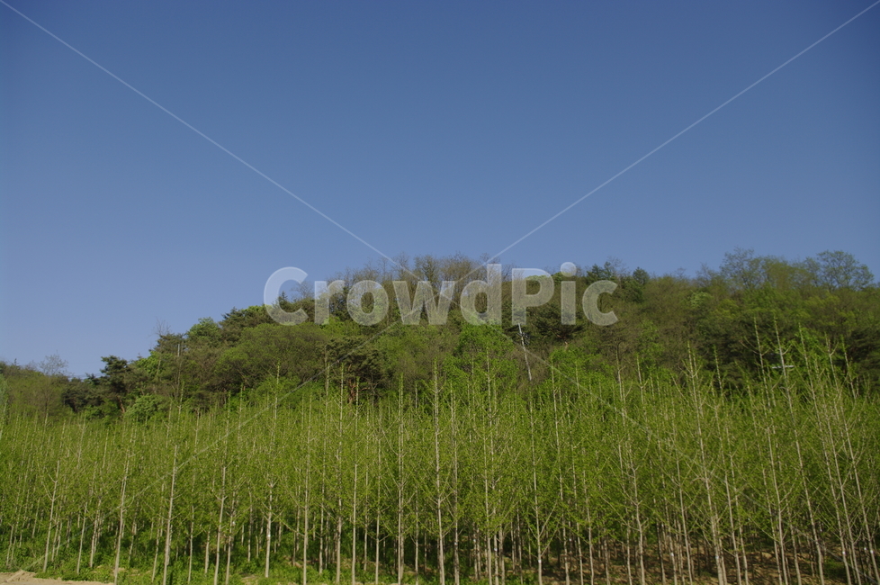 초록,신록,잎,나무,식물,plant,자연,nature,하늘,자연,풍경,nature,landscape,outdoors,옥외