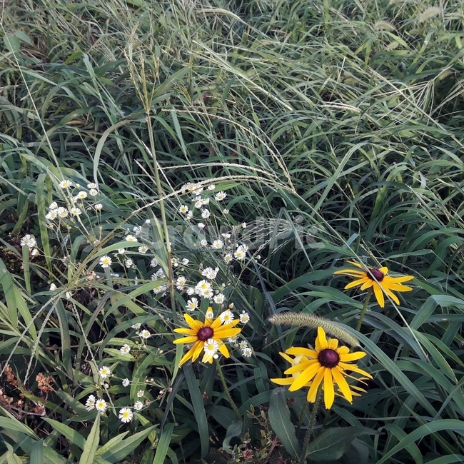자연,꽃,식물,풀,루드베키아,coneflower