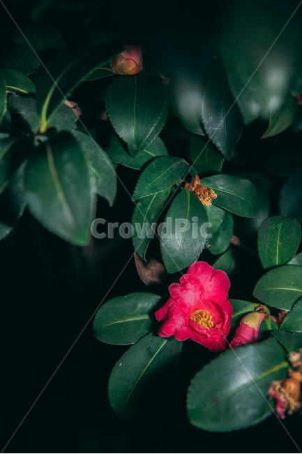 동백꽃,꽃,동백,동백나무,봄꽃,빨강,초록,빛,식물,자연,plants,nature,flower,bloom,배경화면,식물,자연,plants,nature,꽃,flower