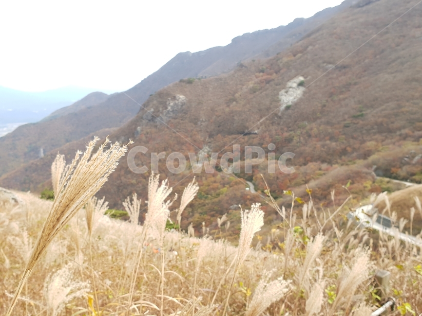 산,억새,억새축제,등산,가을