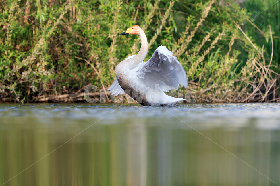 백조,고니,큰고니,새,조류,야생동물,자연,생태,생태계,bird,animal,swan,whiteswan,동물,animal,조류,새,birds