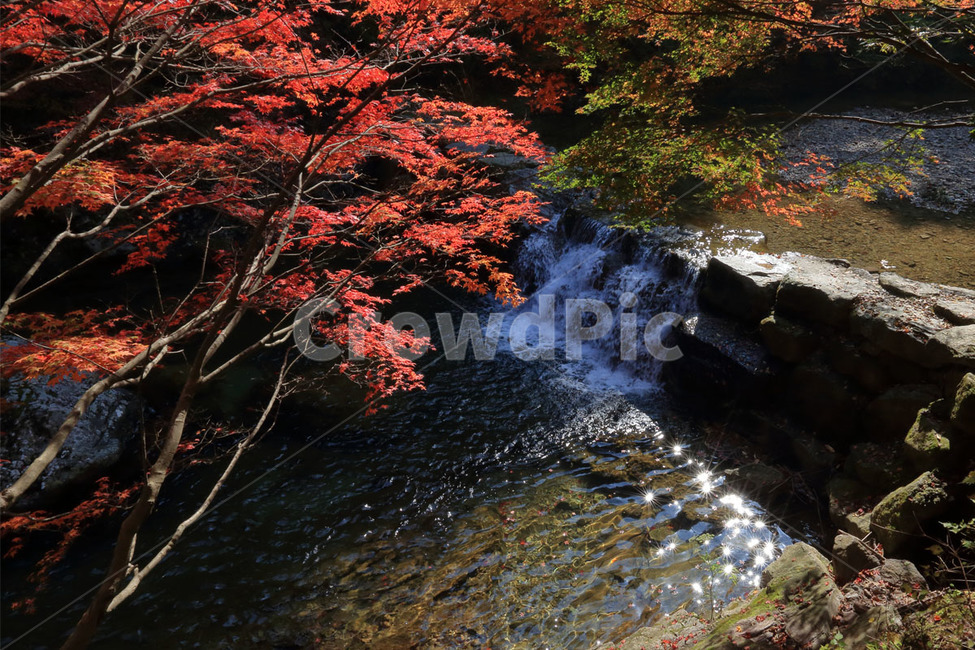 plant,식물,leaf,잎,tree,나무,water,물,nature,자연,강천산,mountain,단풍,maple,red,가을,계절,fall,autumn,season,자연,풍경,nature,landscape