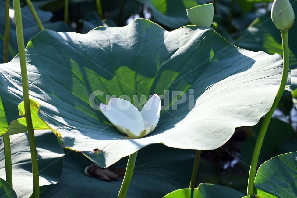 연못,수련,식물,자연,여름,정원,푸르른,물,수경식물,연못가,연못정원,plants,nature,연,연꽃,힐링,flower,감성,연잎,식물,자연,plants,nature
