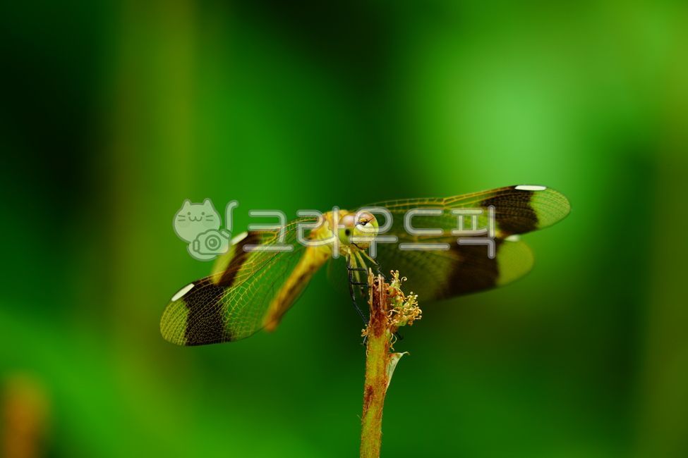 잠자리, dragonfly, 곤충, insect, 동물, 사진,이미지,일러스트,캘리그라피 - 드래곤볼작가