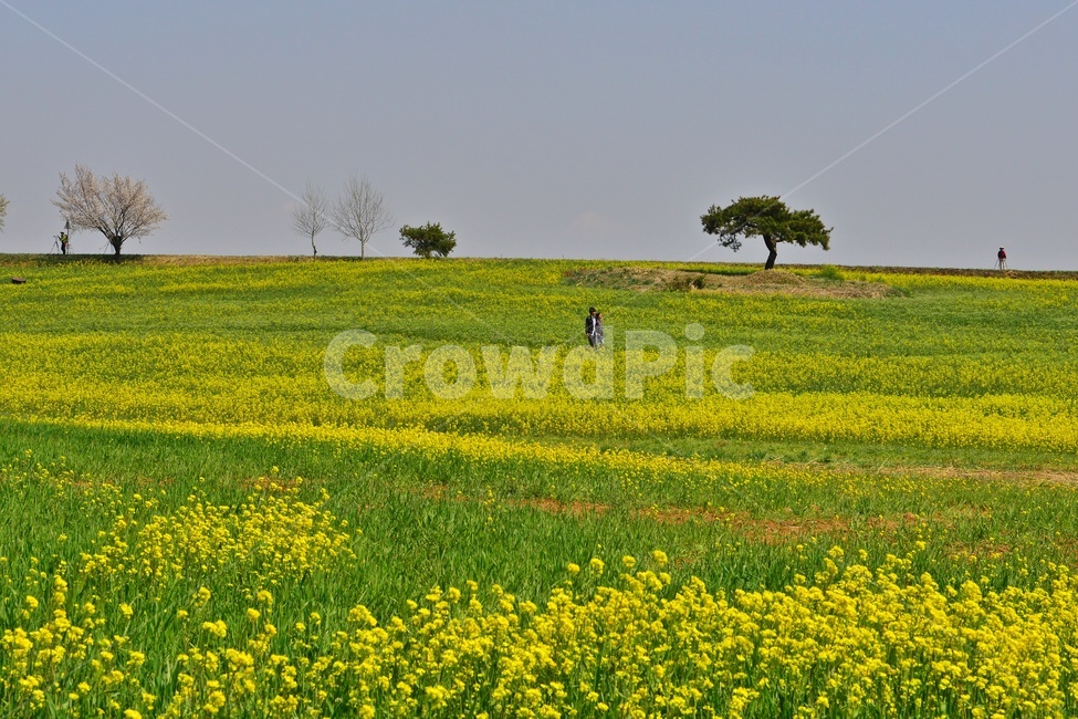 전북,고창,청보리밭농원,학원농장,유채밭,유채꽃,봄,계절,field,들,grassland,outdoors,옥외,nature,자연,rural,농촌,farm,농장,meadow,목초지,human,인간,person,사람