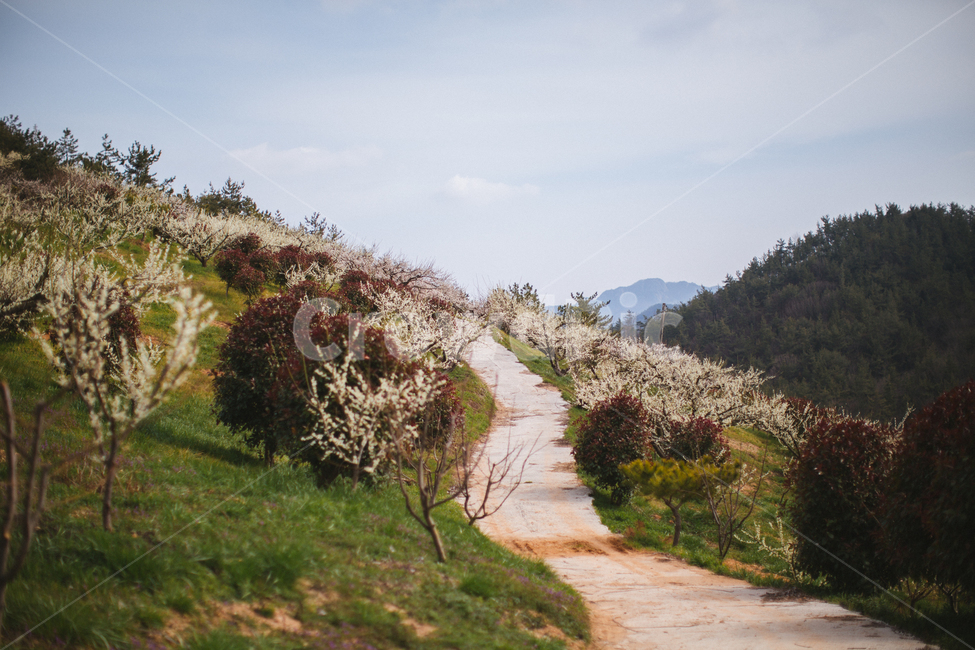 봄,매화,꽃,농장,자연,풍경,나무,자연,풍경,nature,landscape,plant,식물,tree