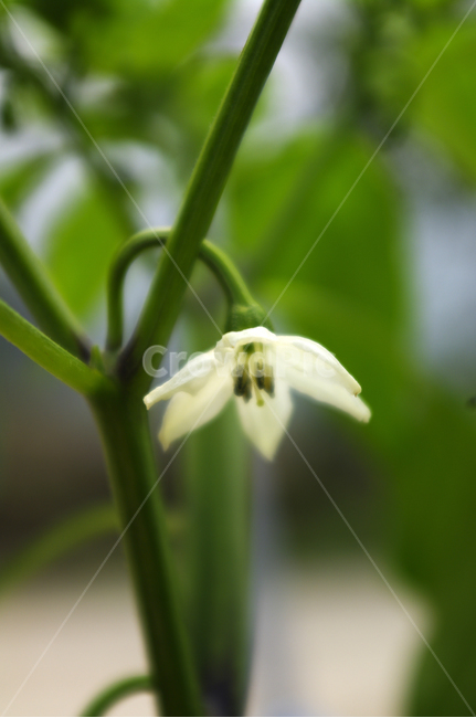 고추꽃,꽃,식물,flower,plant,식물,자연,plants,nature,꽃,flower