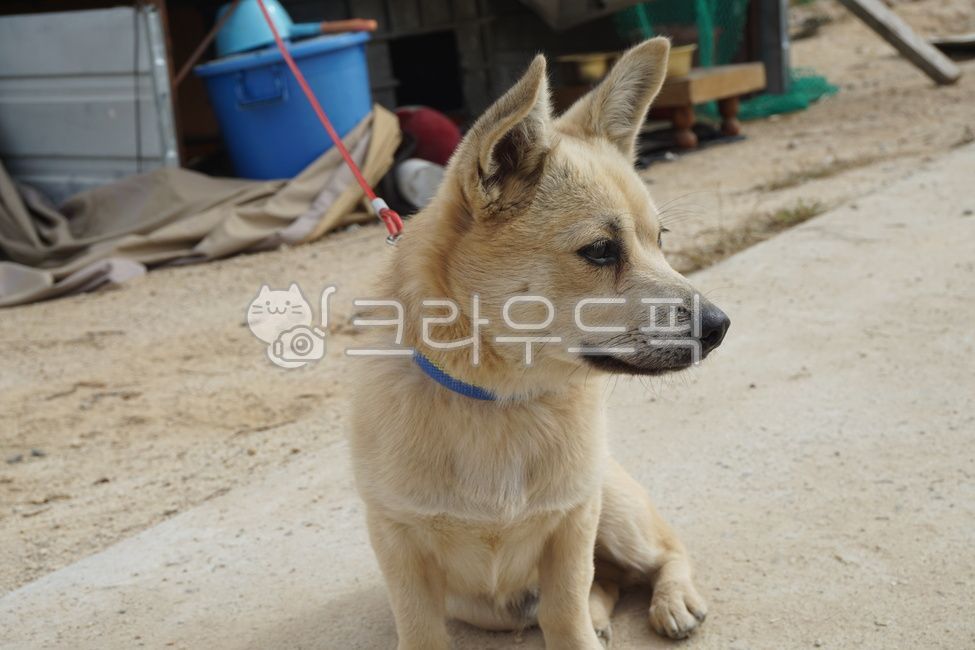 snood,yard,countryside,mutt,dog,Yellowy