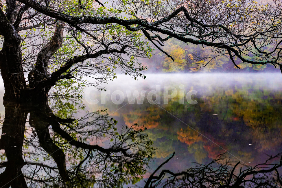 단풍,가을,물,저수지,청송,반영,고목,물안개,나무,자연,자연,풍경,nature,landscape