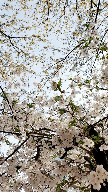 봄,벚꽃,꽃나무,spring,cherryblossom,꽃송이,봄기운