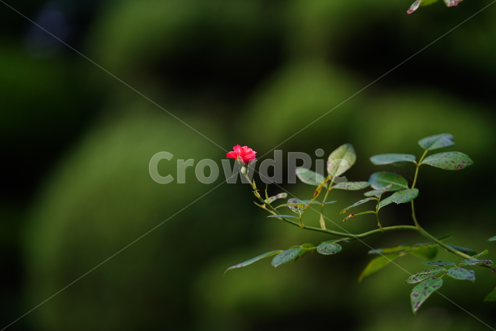 꽃,플라워,자연,식물,생물,생명,plant,식물,자연,plants,nature,꽃,flower