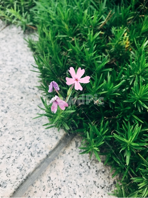 꽃,지면패랭이꽃,식물,초록색,분홍색