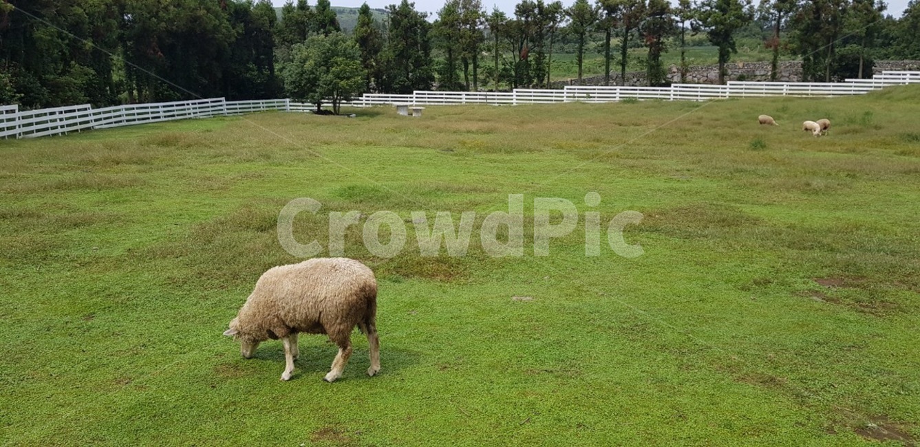 양,들판,목장,초록,숲,동물,animal,포유류,mammal,산업,industry,industrial,목축업,목장,livestock farming,ranching,pasture