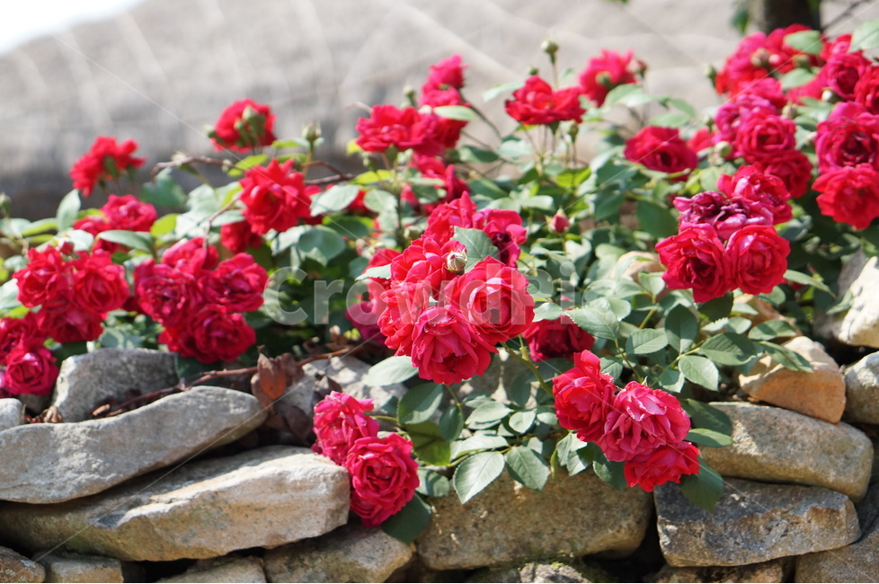 장미,꽃,외암민속마을,초가지붕,덩쿨,풍경,돌담,식물,자연,plants,nature,꽃,flower