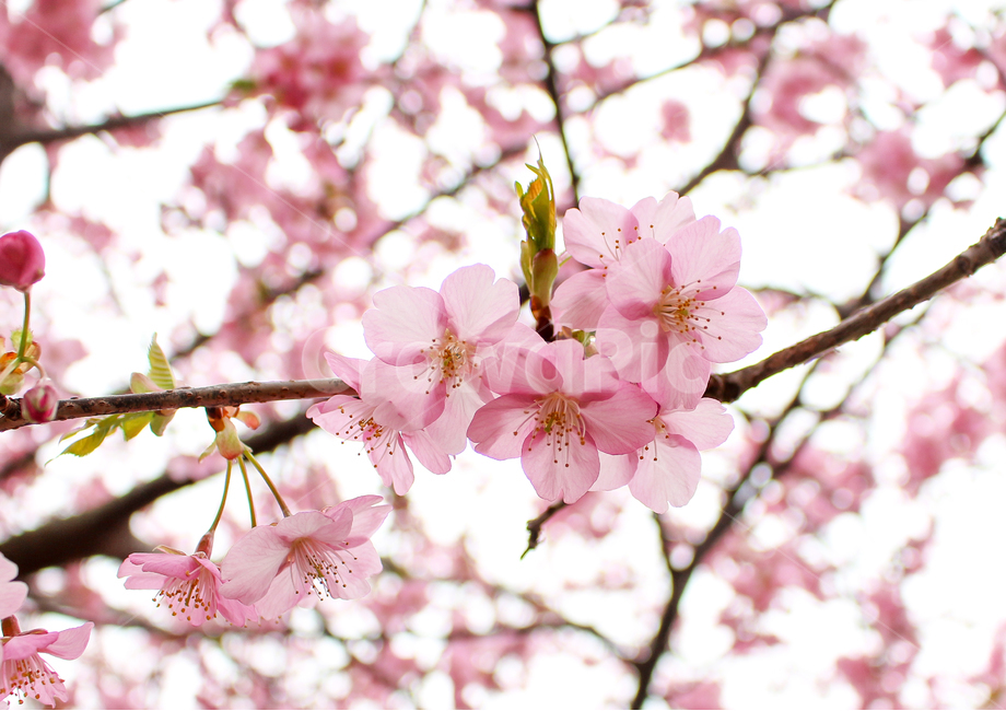 벚꽃,꽃,봄,나들이,계절,자연,배경,봄날,flower,cherryblossom,blossom,핑크,분홍색