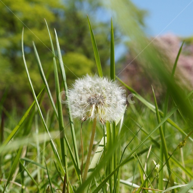 plant,식물,민들레홀씨,dandelion,잔디,식물,자연,plants,nature