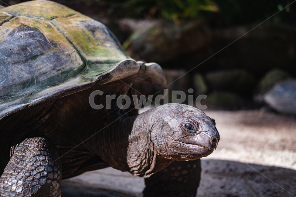거북이,동물원,seychelles,셰이샐,셰이셀,마헤섬,동물,animal,파충류,양서류,reptile,amphibian