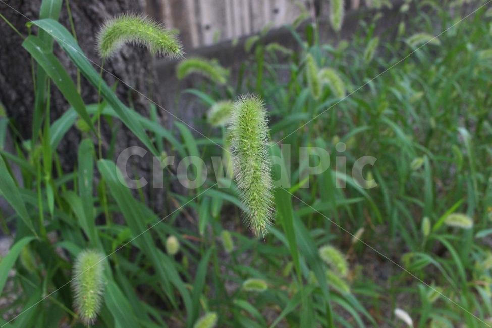 잔디,풀,잡초,초록,초록색,자연,야외,공원,정원,강아지풀,식물,자연,plants,nature