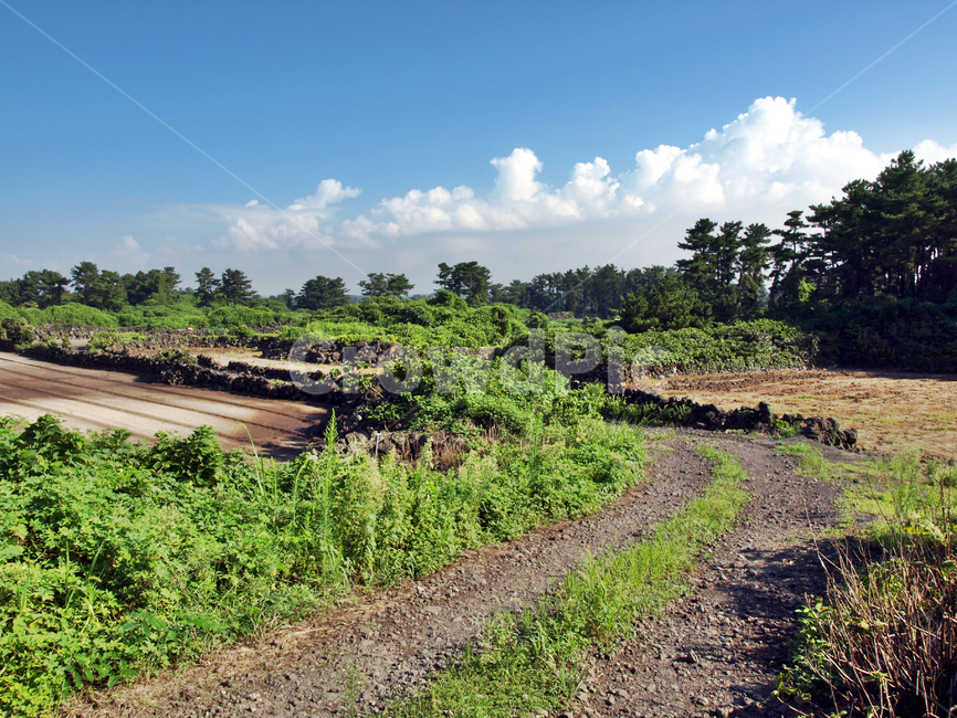 농로,길,올레,올레20코스,제주,도로,돌담,road,dirt road,흙길,gravel,자갈,ground,바닥