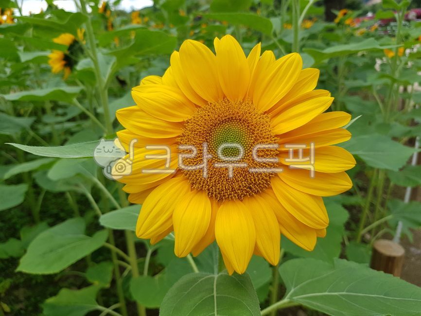 flower,blossom,꽃,sunflower,해바라기,해바라기한송이