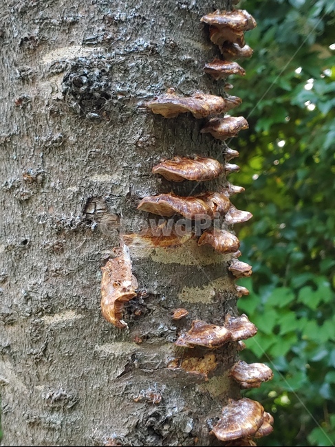 버섯,나무,자연,mushroom,nature,곰팡이,fungi,식물,자연,plants,nature,나무,trees,wood