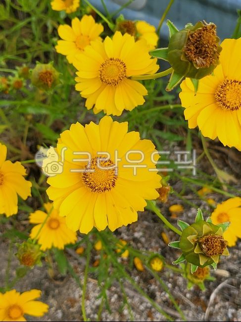 큰금계국,노란색,노란색꽃,꽃,노란꽃,flower