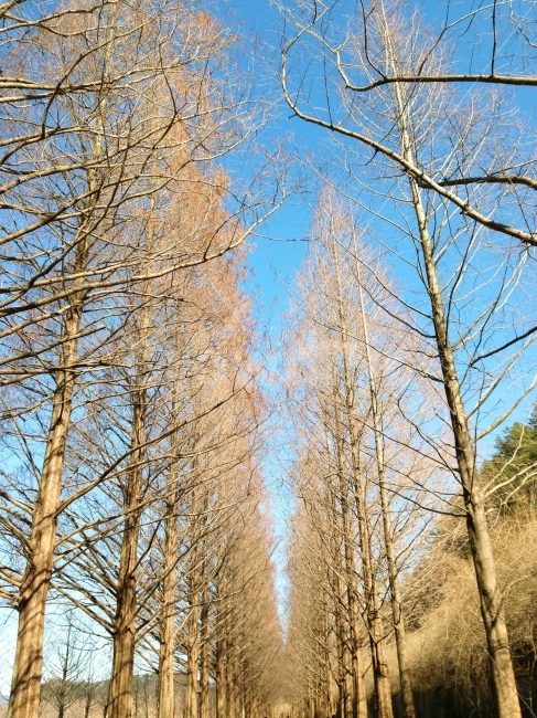 풍경,담양,메타세콰이어길,명소,나무,여름,아시아,녹색,한국,숲,가을,아름다운,아름다움,안개,선,아침,공원,평화로운,관광,배경,나라,옥외,행렬,시골,명승지,산책,도시,지역,봄,겨울,긴,로드,길,여행,황토,자연,사진,자연,풍경,nature,landscape,겨울,계절,winter,season,tree,plant,식물