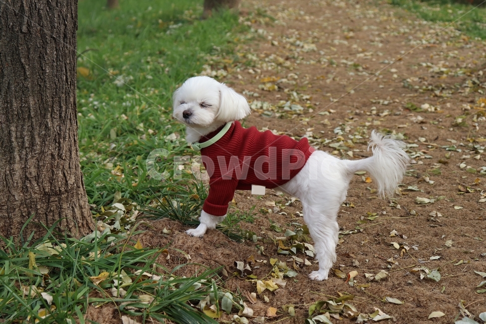 말티즈,강아지,노령견,아기강아지,새끼강아지,반려동물,애완동물,개,puppy,dog,동물,졸린표정,지루함
