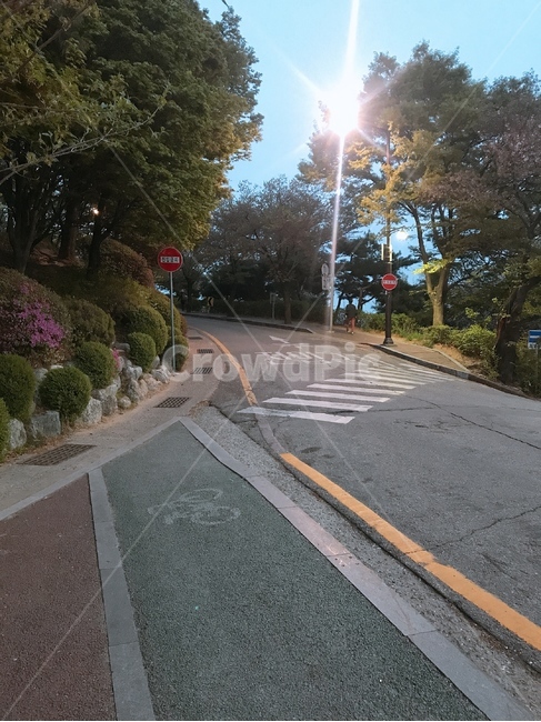 길,자전거도로,나무,산책로,배경,풍경