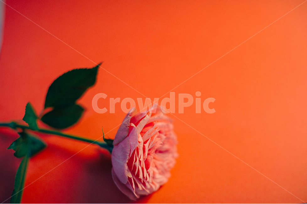 꽃,장미,분홍꽃,분홍장미,flower,식물,식물,자연,plants,nature,꽃,flower