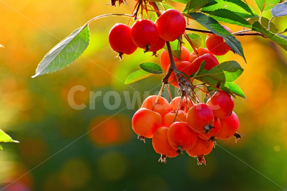 사과,과일,애기사과,꽃사과,가을,food,fruit,과수원,음식,시즌,계절,석양,역광,시안,디자인,디자이너,출판,편집,책자,서적,사보,카다로그,콘텐츠,북,리플렛,브로셔,컨셉,콘셉,컨셉트,모바일,팝업,전단,광고,색감,칼라풀,아름다운,뷰티풀,beautiful,sns,ebook,웹,마케팅,마켓팅,season,감성,필,느낌,서정,autumn,fall,red,color,emotion,feeling,leaves,9월,10월,yellow,식물,빛,주렁주렁,매달리다,먹음직스런,맛,식감,효소,비타민,구연산,새콤,달콤,감칠맛,맛있는,작은,예쁜,빨강샋,레드,쥬스,잼,괴일주,음식,식재료,요리,food,cook,meal,dishes,food reserves,과일,열매,fruit,감성,sensible,feeling,색깔,색상,색채,색감,color sense,color sensitivity,feeling of color