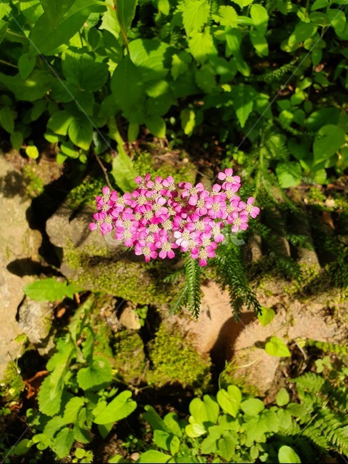 꽃,flower,야생화,톱풀,핑크꽃,예쁜꽃