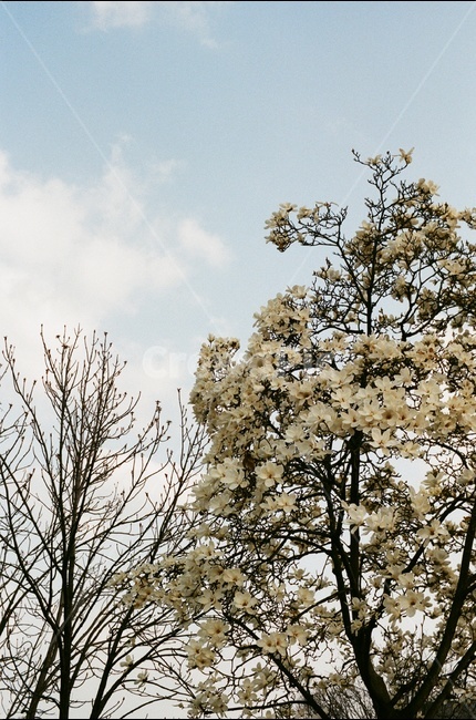 목련,봄,봄꽃,spring,magnolia,하늘,필름사진,filmphotography,구름,sky,cloud,white,흰색,꽃,flower,springflower,풍경,목련꽃,landscape,tree,film,nature,자연,봄,계절,spring,season,식물,자연,plants,nature,꽃,flower,plant,나무