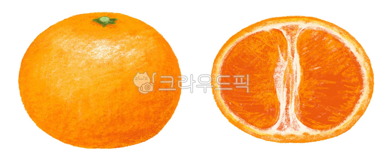귤,단면,손그림,일러스트,한라봉